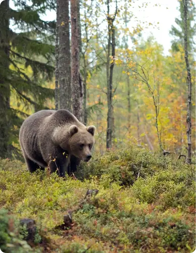 OURS NOIR